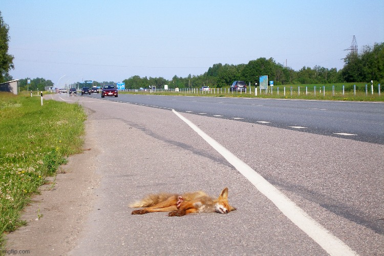 Fun fox fact: Foxes cannot be run over | made w/ Imgflip meme maker