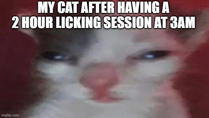 lowquality cat | MY CAT AFTER HAVING A 2 HOUR LICKING SESSION AT 3AM | image tagged in lowquality cat | made w/ Imgflip meme maker