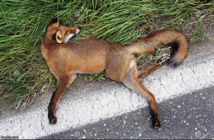 Fun Fox Fact: did you know foxes have very strong bones that they can't break? | made w/ Imgflip meme maker