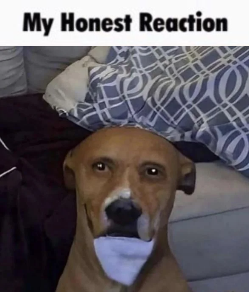 My Honest Reaction dog Blank Template Imgflip