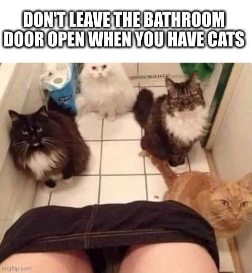 They like to watch | DON'T LEAVE THE BATHROOM DOOR OPEN WHEN YOU HAVE CATS | image tagged in cat she pulling down pants smelling tuna,cat,cats | made w/ Imgflip meme maker