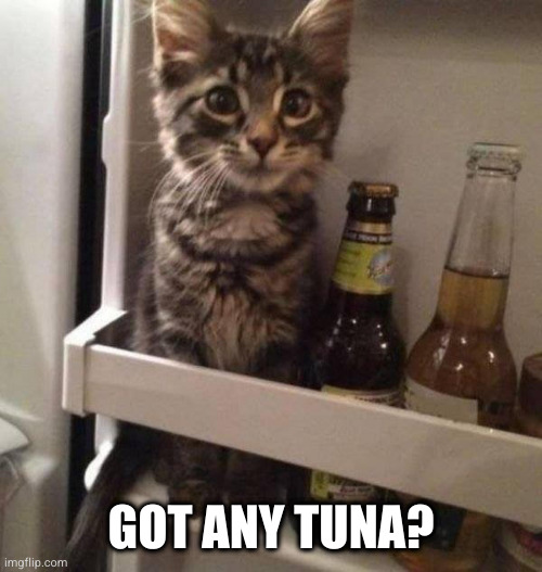 Cat looking for some eats | GOT ANY TUNA? | image tagged in cat in fridge,cat | made w/ Imgflip meme maker