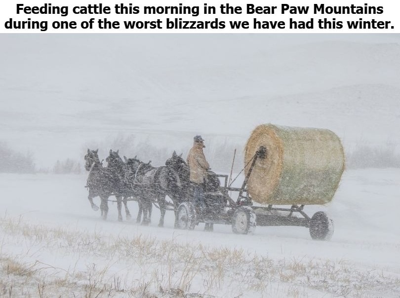 Some call this American Ingenuity. I call it Cowboy Logic. | image tagged in cowboy logic,american ingenuity,america first,montana,cowboys,blizzard | made w/ Imgflip meme maker