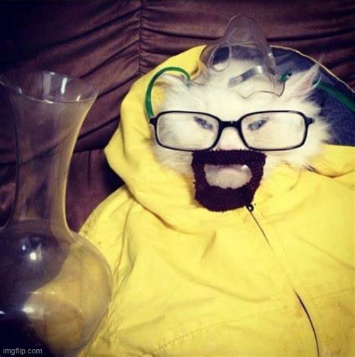 Breaking Kitten | image tagged in breaking bad | made w/ Imgflip meme maker