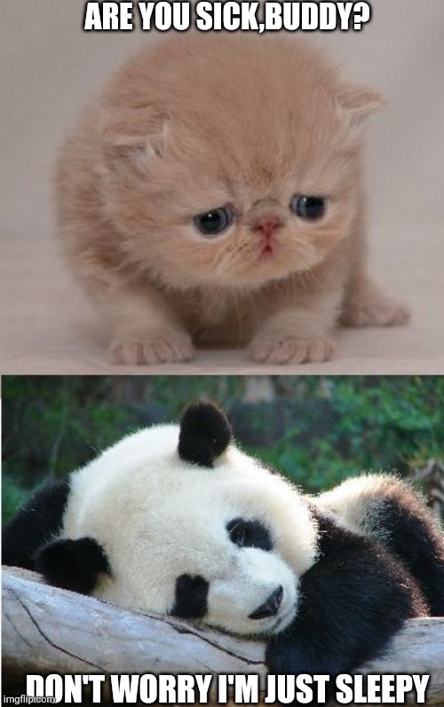 Cute animals | ARE YOU SICK,BUDDY? DON'T WORRY I'M JUST SLEEPY | image tagged in cute animals | made w/ Imgflip meme maker