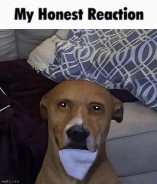 My Honest Reaction dog | image tagged in my honest reaction dog | made w/ Imgflip meme maker