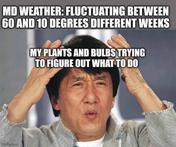 Jackie Chan Confused | MD WEATHER: FLUCTUATING BETWEEN 60 AND 10 DEGREES DIFFERENT WEEKS; MY PLANTS AND BULBS TRYING TO FIGURE OUT WHAT TO DO | image tagged in jackie chan confused,plants | made w/ Imgflip meme maker