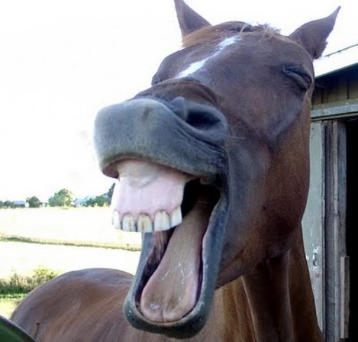 horse laugh | image tagged in horse laugh | made w/ Imgflip meme maker