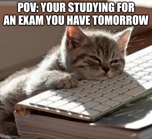 tired cat | POV: YOUR STUDYING FOR AN EXAM YOU HAVE TOMORROW | image tagged in tired cat | made w/ Imgflip meme maker