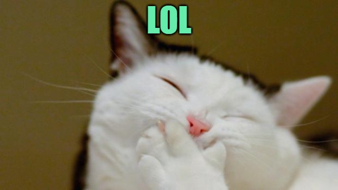Laughing Cat | LOL | image tagged in laughing cat | made w/ Imgflip meme maker