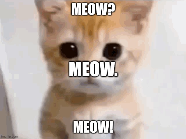 EL GATO | MEOW? MEOW. MEOW! | image tagged in el gato | made w/ Imgflip meme maker