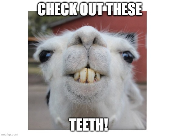 Alpaca | CHECK OUT THESE; TEETH! | image tagged in funny memes,animals,teeth | made w/ Imgflip meme maker
