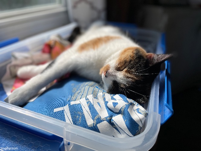 My kitty | made w/ Imgflip meme maker