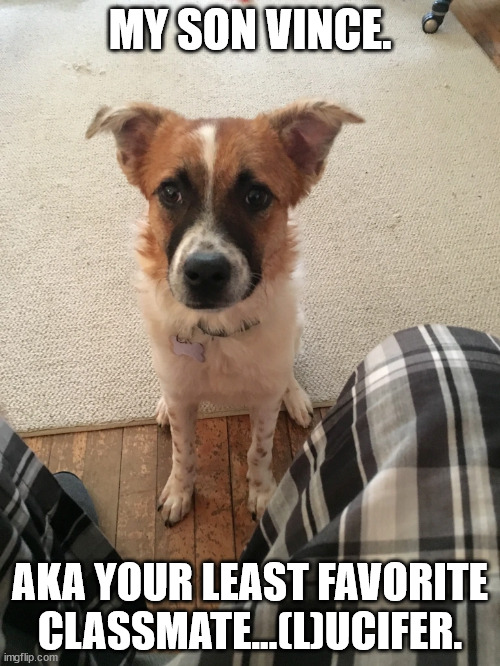 obviously i am an unhinged schizo. | MY SON VINCE. AKA YOUR LEAST FAVORITE CLASSMATE...(L)UCIFER. | image tagged in dog,raydog,bad pun dog | made w/ Imgflip meme maker