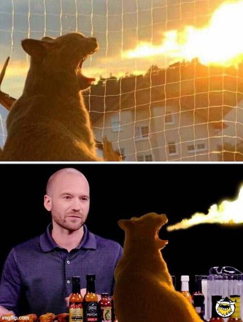 cat spitting fire | image tagged in cats | made w/ Imgflip meme maker
