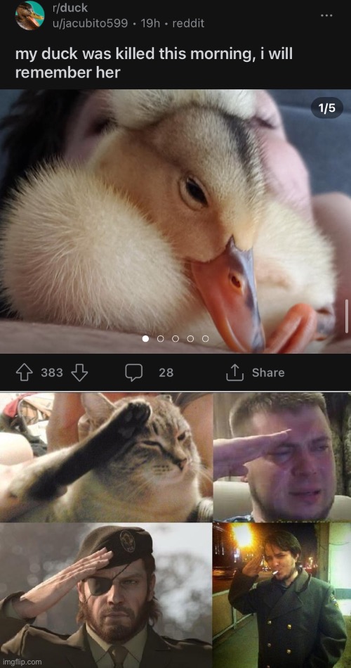 F in the chat | image tagged in ozon's salute,ducks,memes,f,funny,the f in the chat | made w/ Imgflip meme maker