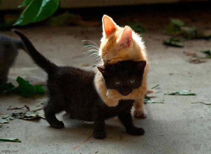 kitten hug | image tagged in kitten hug | made w/ Imgflip meme maker