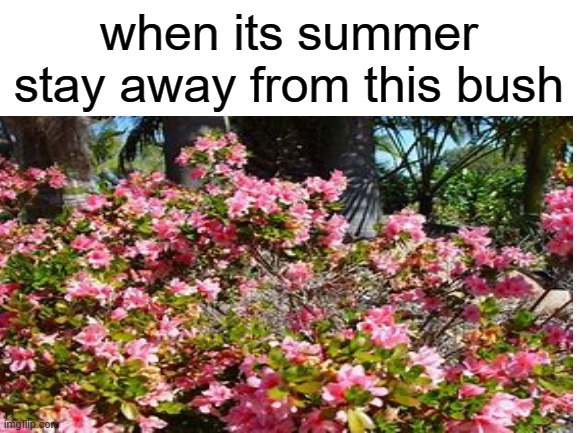 when its summer stay away from this bush | image tagged in inspirational quote | made w/ Imgflip meme maker