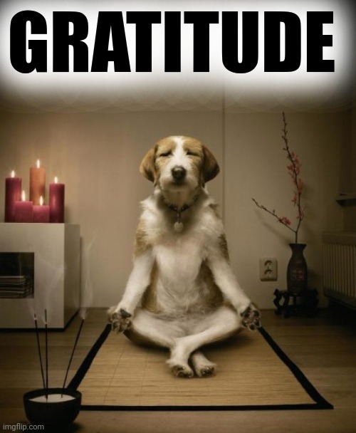 Zen Dog | GRATITUDE | image tagged in zen dog | made w/ Imgflip meme maker