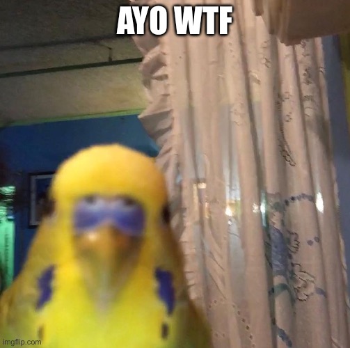 ayo bird | AYO WTF | image tagged in ayo bird | made w/ Imgflip meme maker