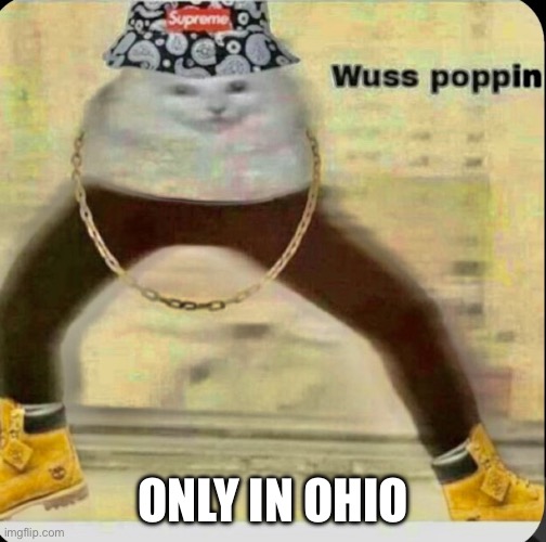 The kitty drip | ONLY IN OHIO | image tagged in the kitty drip | made w/ Imgflip meme maker