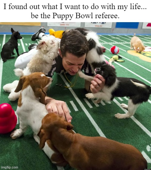 Puppy Bowl | I found out what I want to do with my life...
be the Puppy Bowl referee. | image tagged in super bowl,puppy bowl,puppy,meme,dog,pets | made w/ Imgflip meme maker