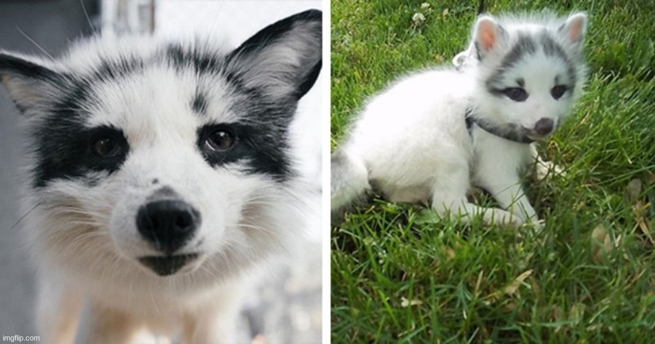 Cute marble fox! | image tagged in fox | made w/ Imgflip meme maker