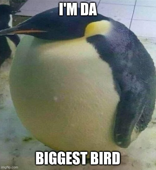 fat penguin | I'M DA; BIGGEST BIRD | image tagged in i'm da biggest bird,fat penguin | made w/ Imgflip meme maker
