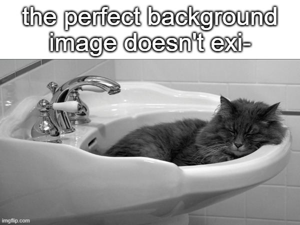 Best Wallpaper ever | the perfect background image doesn't exi- | image tagged in sink,cats,the perfect doesn't exist | made w/ Imgflip meme maker