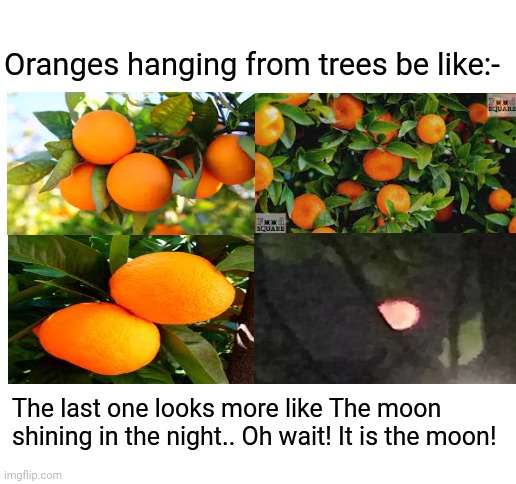 Phone camera! Why must you hurt me in this way? | Oranges hanging from trees be like:-; The last one looks more like The moon shining in the night.. Oh wait! It is the moon! | image tagged in funny | made w/ Imgflip meme maker