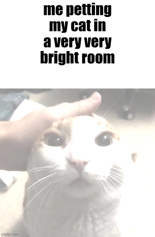 it is very bright but why? | me petting my cat in a very very bright room | image tagged in me petting my cat | made w/ Imgflip meme maker