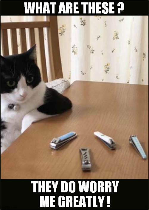 A Suspicious Cat ! | WHAT ARE THESE ? THEY DO WORRY
ME GREATLY ! | image tagged in cats,suspicious cat,nail clippers | made w/ Imgflip meme maker
