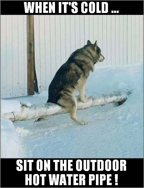 Useful Winter Tips ! | WHEN IT'S COLD ... SIT ON THE OUTDOOR
HOT WATER PIPE ! | image tagged in dogs,winter,hot water,pipe,tips | made w/ Imgflip meme maker