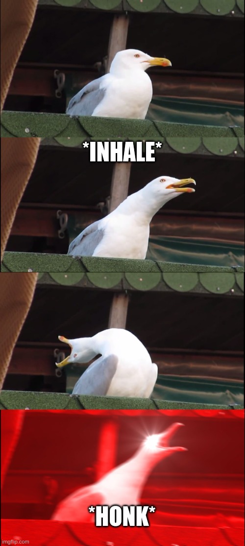Inhaling Seagull | *INHALE*; *HONK* | image tagged in memes,inhaling seagull | made w/ Imgflip meme maker