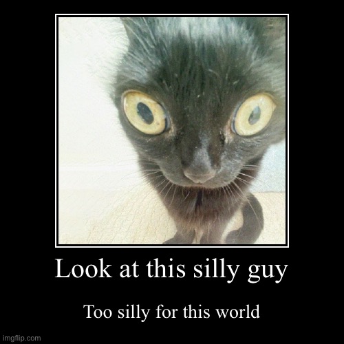 Silly guy | image tagged in funny,cat,silly guy | made w/ Imgflip demotivational maker