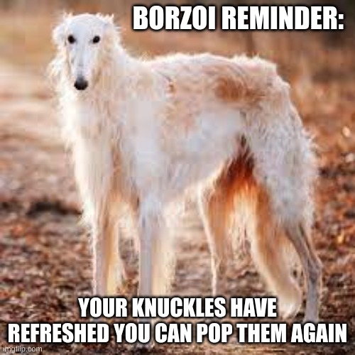 Borzoi reminder | BORZOI REMINDER:; YOUR KNUCKLES HAVE REFRESHED YOU CAN POP THEM AGAIN | image tagged in dogs,reminder | made w/ Imgflip meme maker