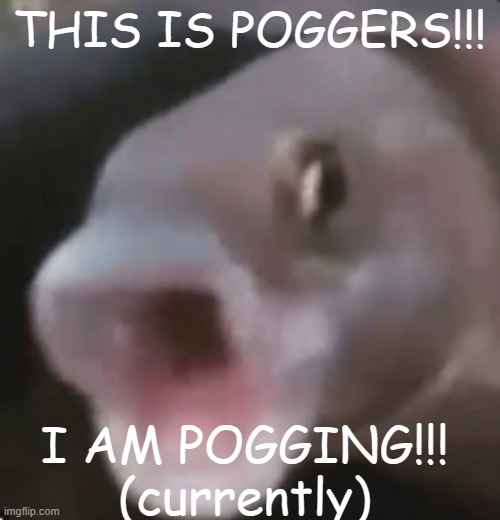 Poggers Fish | THIS IS POGGERS!!! I AM POGGING!!! (currently) | image tagged in poggers fish | made w/ Imgflip meme maker