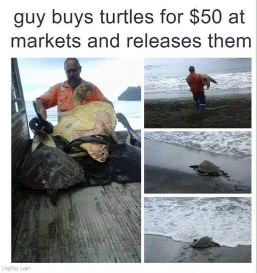 image tagged in wholesome,turtles,memes,repost,wholesome content,funny | made w/ Imgflip meme maker
