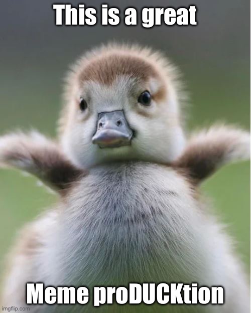 Cute Duck | This is a great Meme proDUCKtion | image tagged in cute duck | made w/ Imgflip meme maker
