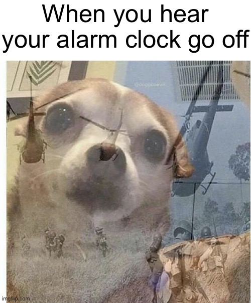 PTSD Chihuahua |  When you hear your alarm clock go off | image tagged in ptsd chihuahua | made w/ Imgflip meme maker