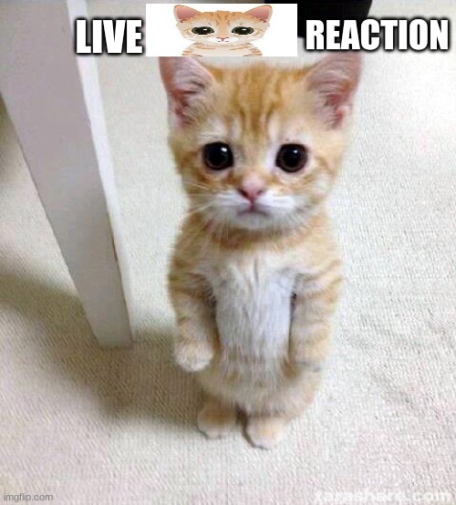 Cute Cat | REACTION; LIVE | image tagged in memes,cute cat | made w/ Imgflip meme maker