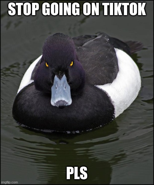 hi res angry advice mallard | STOP GOING ON TIKTOK PLS | image tagged in hi res angry advice mallard | made w/ Imgflip meme maker