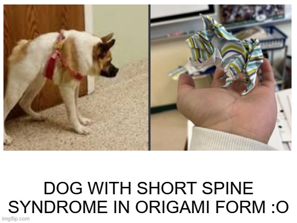 Origami short spine syndrome dog |  DOG WITH SHORT SPINE SYNDROME IN ORIGAMI FORM :O | image tagged in dogs,doggo,paper,origami | made w/ Imgflip meme maker