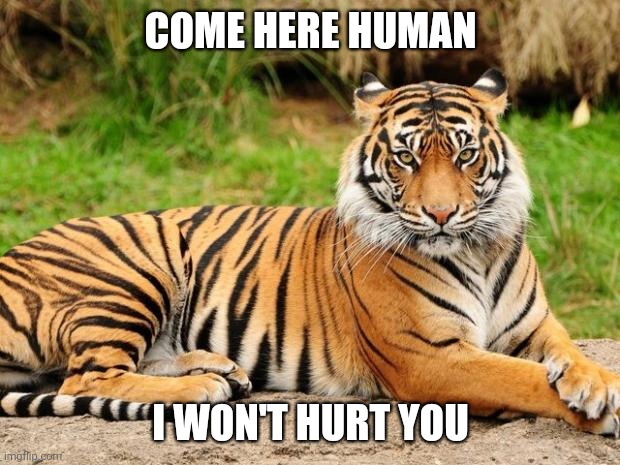 The tiger won't hurt you | COME HERE HUMAN; I WON'T HURT YOU | image tagged in memes,tiger | made w/ Imgflip meme maker