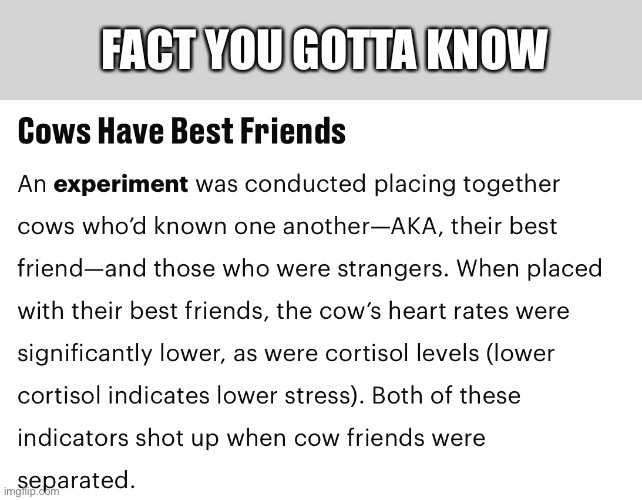 Awwww | FACT YOU GOTTA KNOW | image tagged in cow | made w/ Imgflip meme maker