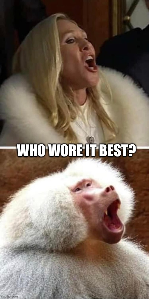 Fashion Faceoff: Who Wore It Better, the baboon or the baboon? | WHO WORE IT BEST? | image tagged in baboon,marjorie taylor greene,white trash,blonde bitch meme,karen,maga | made w/ Imgflip meme maker