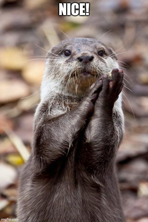 Slow-Clap Otter | NICE! | image tagged in slow-clap otter | made w/ Imgflip meme maker