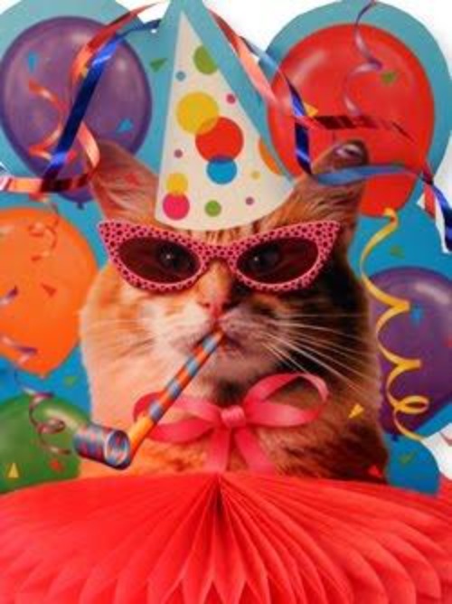 Cat Celebration! | image tagged in cat celebration | made w/ Imgflip meme maker