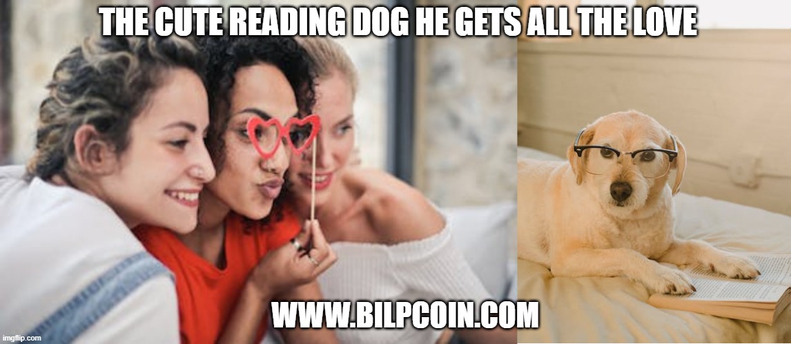 THE CUTE READING DOG HE GETS ALL THE LOVE; WWW.BILPCOIN.COM | made w/ Imgflip meme maker
