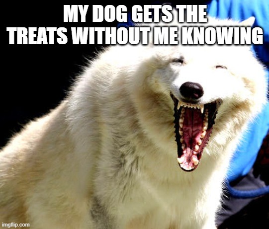 My Naughty Dog | MY DOG GETS THE TREATS WITHOUT ME KNOWING | image tagged in funny dog memes | made w/ Imgflip meme maker
